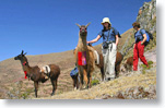 Trek au Perou avec Lamas