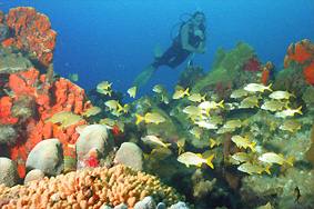 plongée, scubadiving,sous marine,Pigeon, Guadeloupe, photos, Cousteau, mer, plongeurs